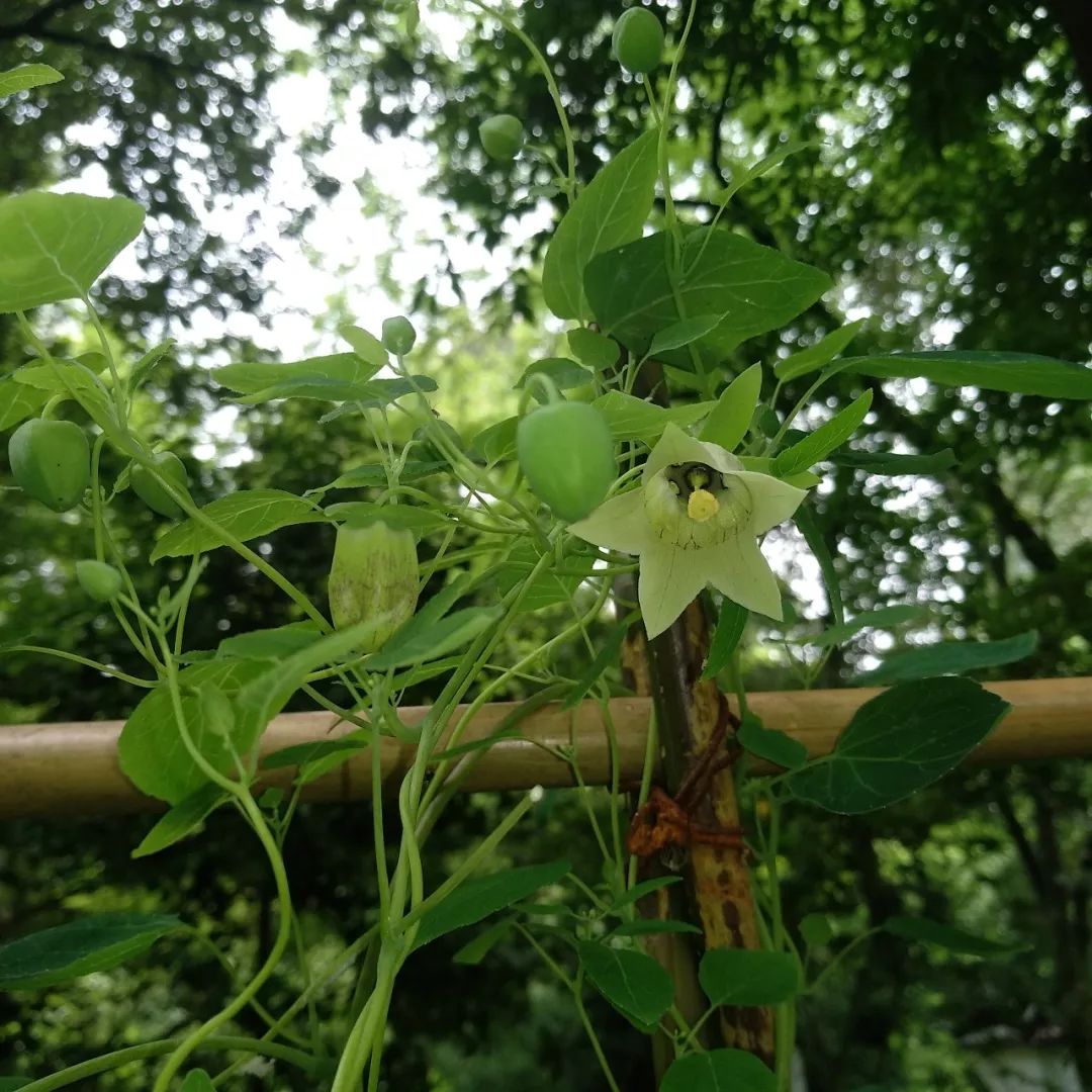 Codonopsis pilosula: A Comprehensive Overview of Its Benefits and Uses