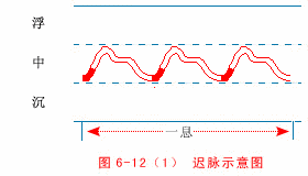 The Twenty-Eight Pulses and All Pulse Patterns in Traditional Chinese Medicine (Animated Illustrations)