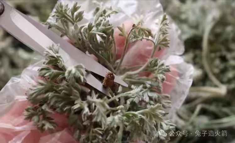 The Benefits of Eating Artemisia Annua in Spring: Clearing Heat, Detoxifying, and Nourishing the Liver