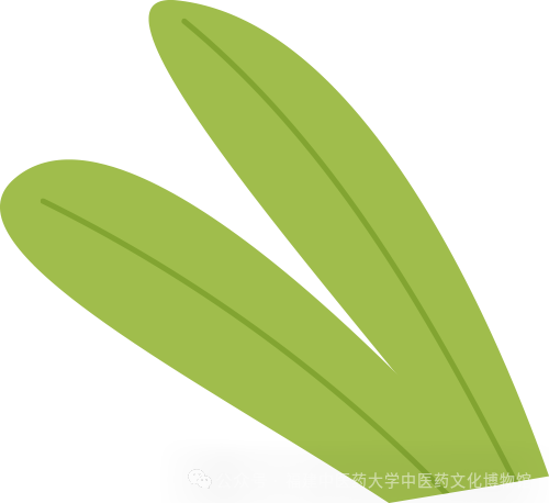 Fujian Medicinal Herb - Coix Seed
