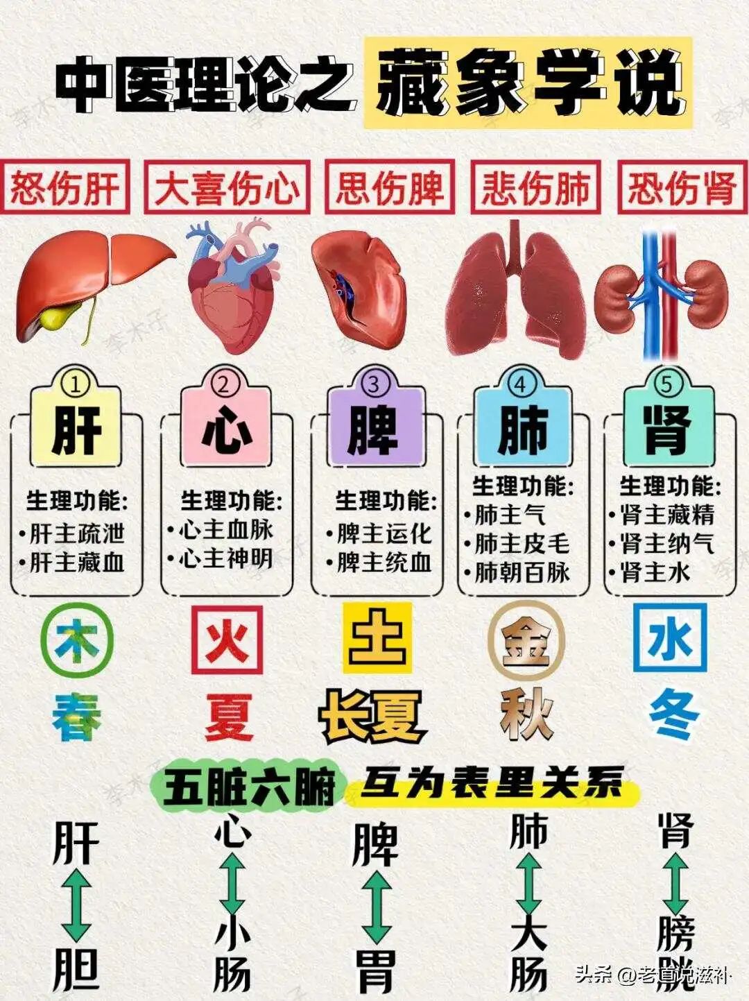The Theory of the Five Zang and Six Fu in Traditional Chinese Medicine