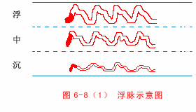 The Twenty-Eight Pulses and All Pulse Patterns in Traditional Chinese Medicine (Animated Illustrations)