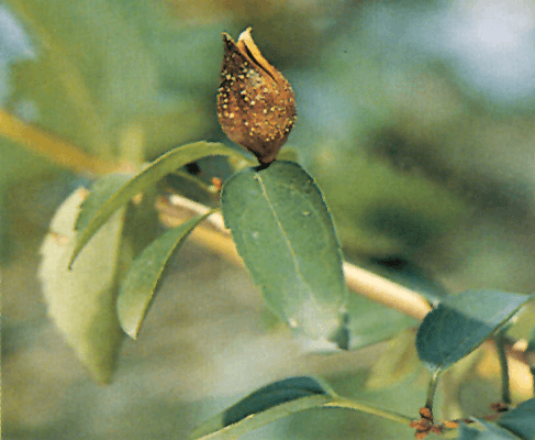 The Authentic Medicinal Material of Lian Qiao (Forsythia Suspensa)