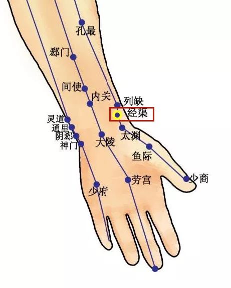 Acupoint Knowledge | The Twelve Meridians: The Jingqu Point of the Hand Taiyin Lung Meridian