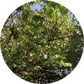 Traditional Chinese Medicine Insights: Eliminating Dampness, Transforming Dampness, Promoting Dampness Dispersal, and Drying Dampness