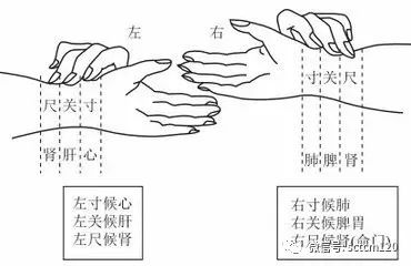 Traditional Chinese Medicine Diagnosis (Part Four): Pulse Diagnosis