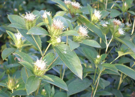 The Efficacy and Cultivation Techniques of Atractylodes