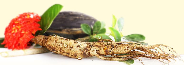 The Efficacy, Consumption Methods, and Suitable Groups for Fresh Ginseng: One of the Three Treasures of Northeast China