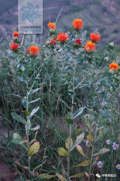 Traditional Chinese Medicine Herb: Safflower (Honghua)