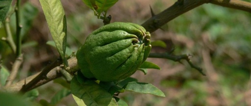 Exploring the Benefits of Fo Shou (Buddha's Hand) in Traditional Chinese Medicine