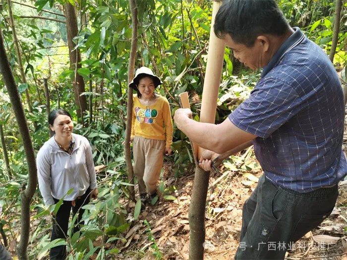 Cinnamon: A Unique and Profitable Tree Species