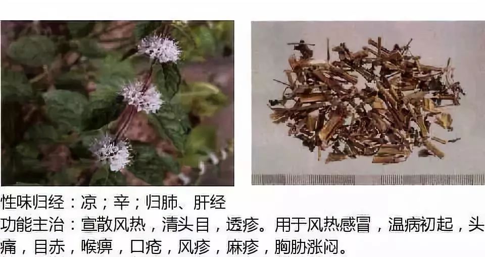 Illustrated Guide to Over 500 Chinese Medicinal Herbs (Including Therapeutic Effects)