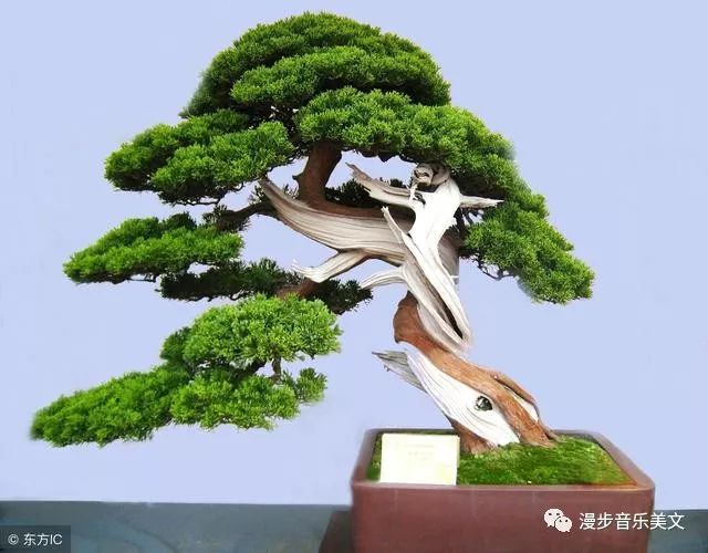 The Bitterness of Huang Lian and the Struggles of Life
