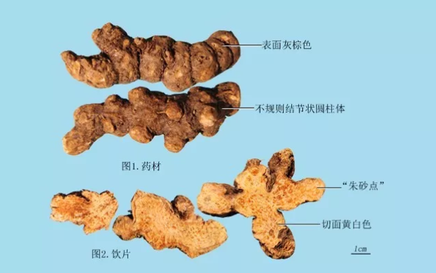 Daily Herb | Atractylodes