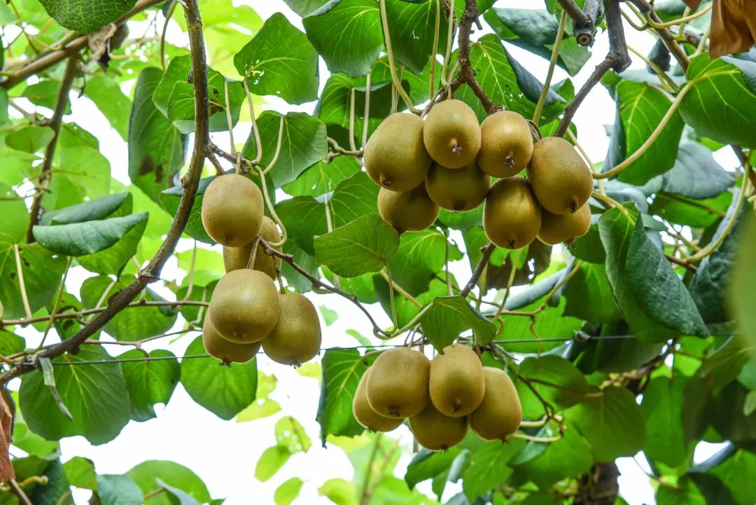 What Should Children with Spleen Qi Deficiency Pay Special Attention to When Eating Fruits in Autumn?