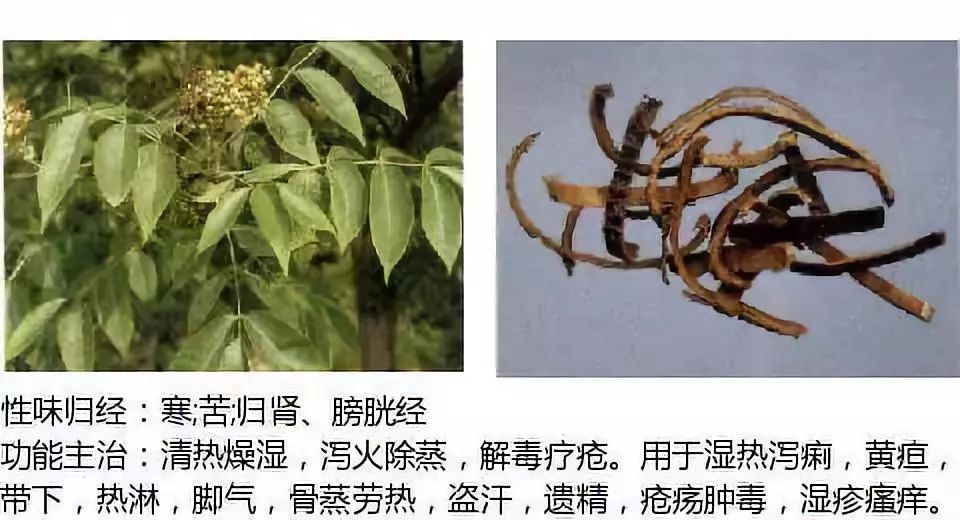 Illustrated Guide to Over 500 Chinese Medicinal Herbs (Including Therapeutic Effects)