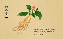 A Brief Discussion on Ginseng