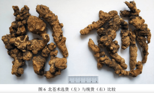 Daily Herb | Atractylodes