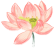 The Marvelous Medicinal Herb: Jin Yin Hua (Honeysuckle)