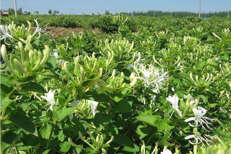 Nutritional Value of Honeysuckle (Jin Yin Hua)