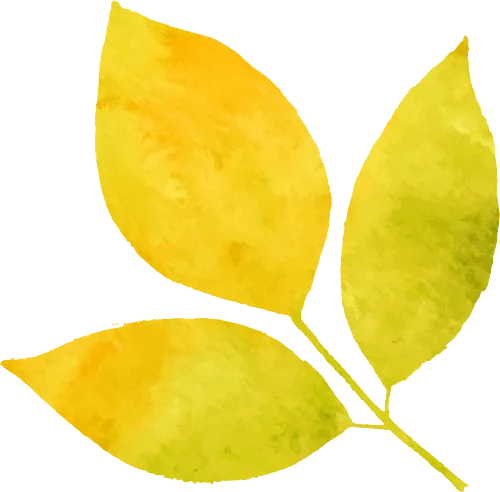 Chuan Xiong: The Premier Medicinal Herb of Sichuan