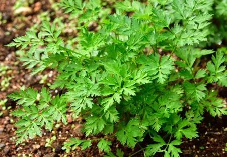 The Dual Role of Medicinal and Edible Plants: A Focus on Chuanxiong (Ligusticum chuanxiong)