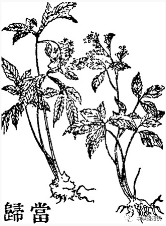 Illustrated Guide to the Shennong Bencao Jing: Angelica Sinensis