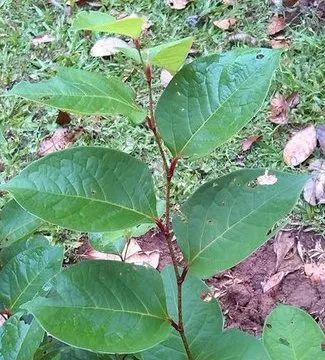 Identifying Chinese Medicinal Herbs Through Images: Exploring the 'Compendium of Materia Medica' (Part 3)