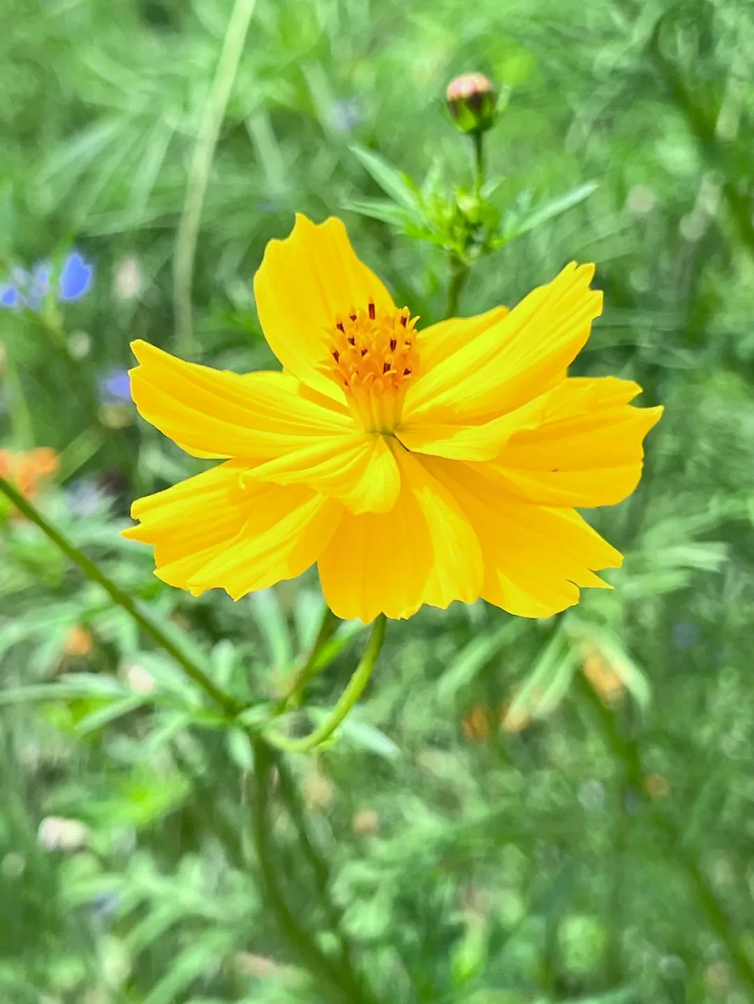 Daoyin Technique: Encountering Your Abundant Self!
