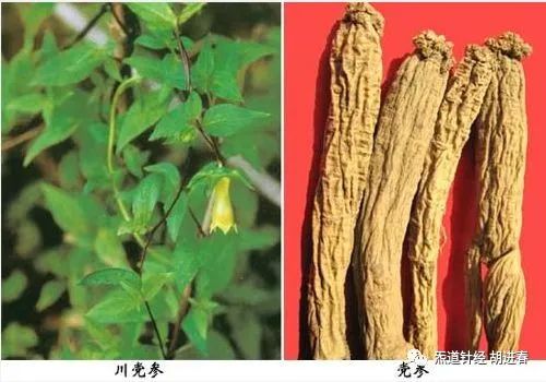 Daily Learning of a Chinese Herb: Dang Shen (Codonopsis)