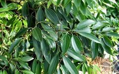 Identification of Cinnamon in Traditional Chinese Medicine