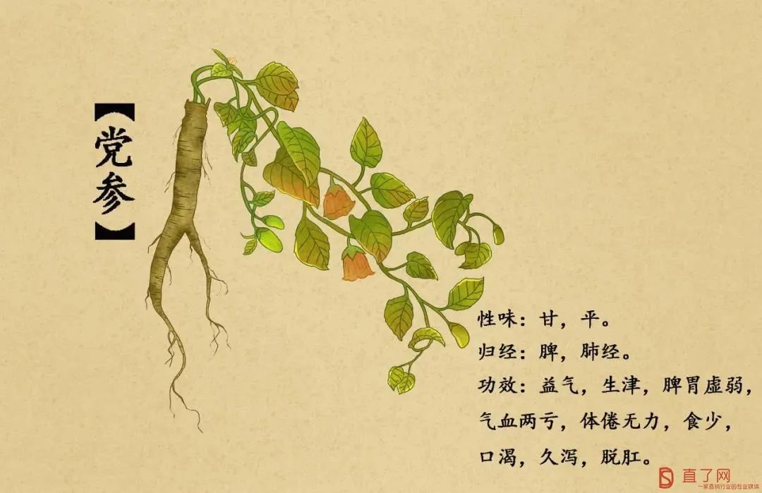 Effects and Contraindications of Codonopsis (Dang Shen) in Traditional Chinese Medicine