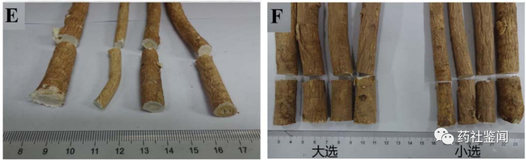 Traditional Chinese Medicine - Huangqi (Astragalus Root)