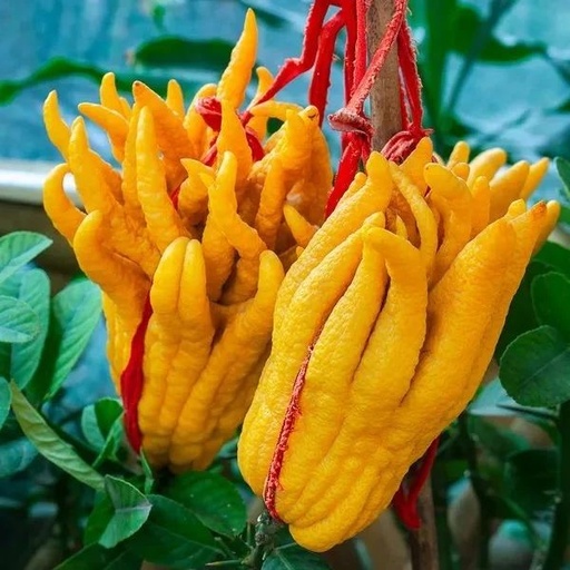 Exploring the Benefits of Fo Shou (Buddha's Hand) in Traditional Chinese Medicine