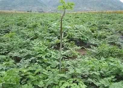 Angelica Sinensis (Dong Quai) - Comprehensive Overview