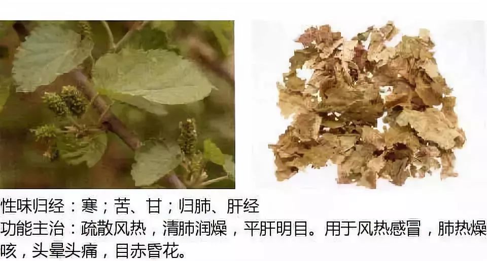 Illustrated Guide to Over 500 Chinese Medicinal Herbs (Including Therapeutic Effects)