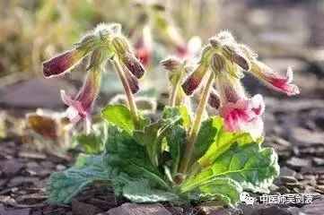 The Top Herb for Blood Nourishment