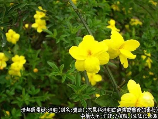 The Efficacy and Functions of Lian Qiao: Clearing Heat, Detoxifying, Dissipating Nodules, and Reducing Swelling