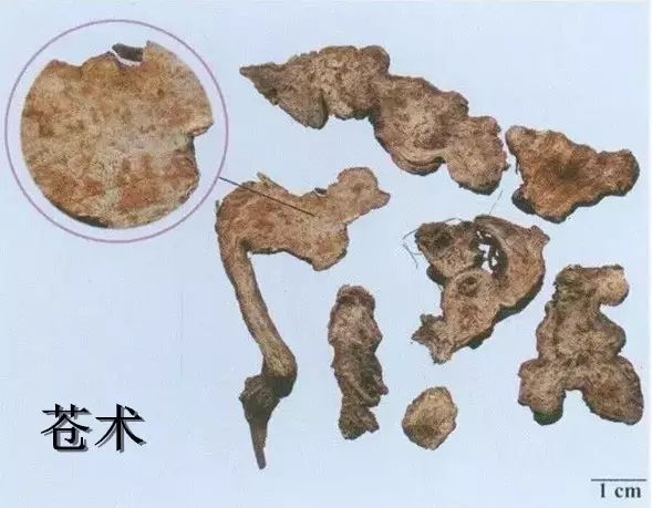 Cang Zhu (Atractylodes) - A Comprehensive Overview