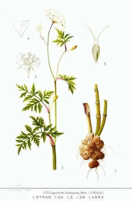 Pharmaceutical Science│ The Blood-Invigorating and Qi-Activating Properties of Chuanxiong (Ligusticum chuanxiong)