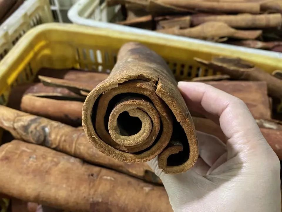Returning Fire to the Origin - Cinnamon