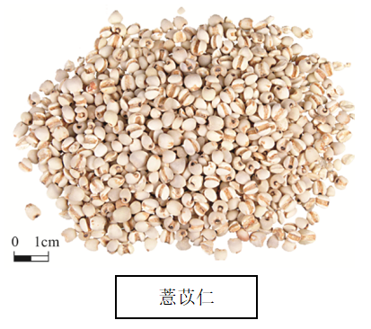 The Efficacy and Consumption Methods of Coix Seed (Yi Yi Ren)