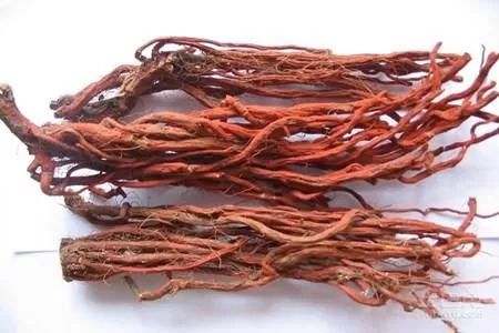 The Efficacy, Functions, and Contraindications of Dan Shen (Salvia miltiorrhiza)