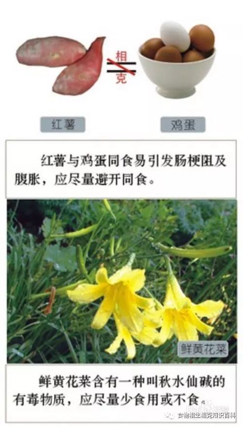 A Comprehensive Guide to Complementary and Contradictory Foods in TCM