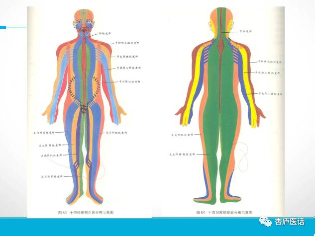 Discussing the Theory of Meridians in Traditional Chinese Medicine - Collaterals, Tendons, and Skin Areas