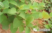 Bencao Gangmu: Hu Zhang (Japanese Knotweed)