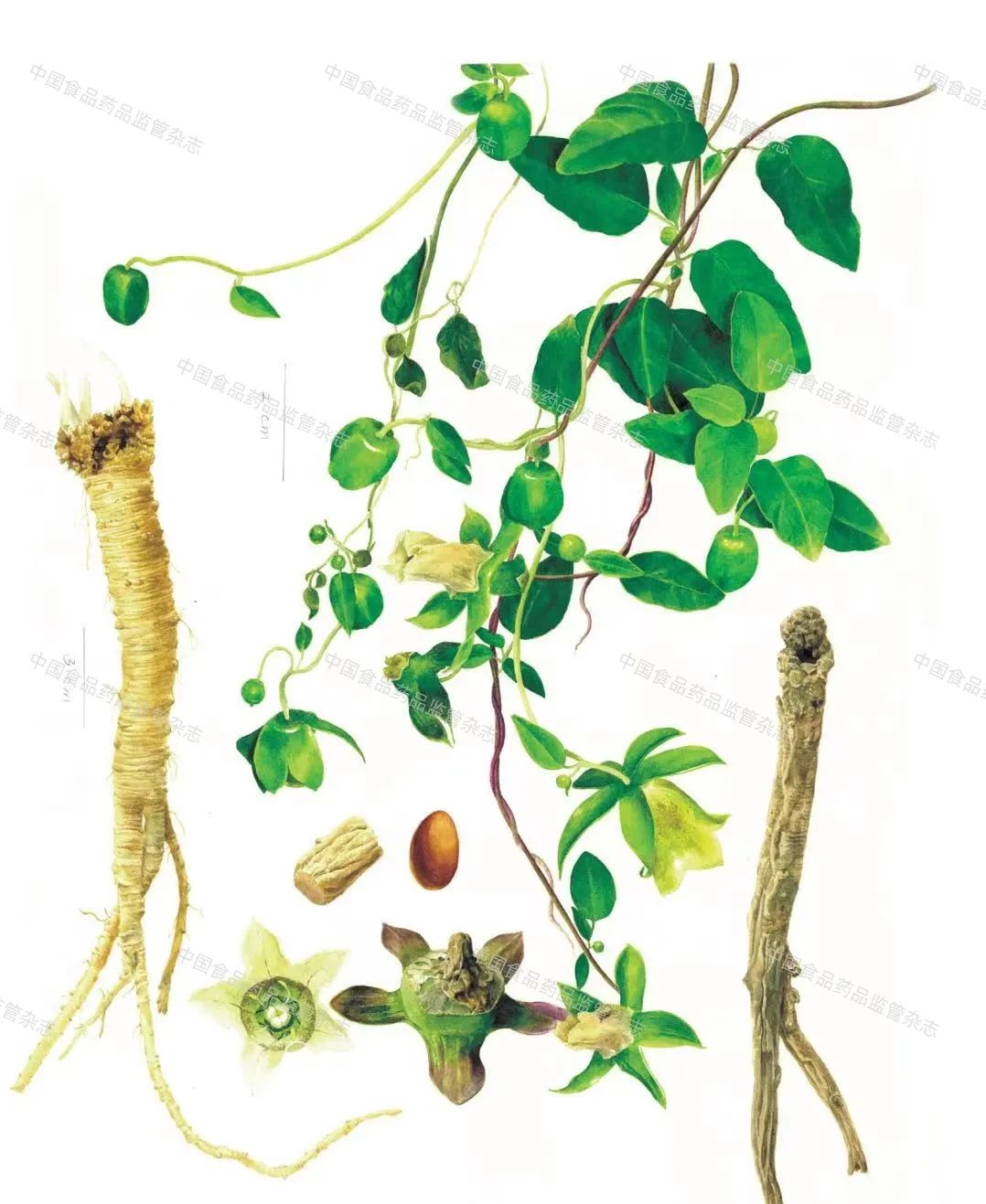 Bencao Calendar | Codonopsis