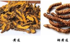 Differences Between Hu Huang Lian and Huang Lian