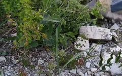 Bai Zhu (Atractylodes) - Historical and Modern Applications in TCM for Various Conditions