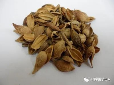 Traditional Chinese Medicine Herb: Lian Qiao (Forsythia)